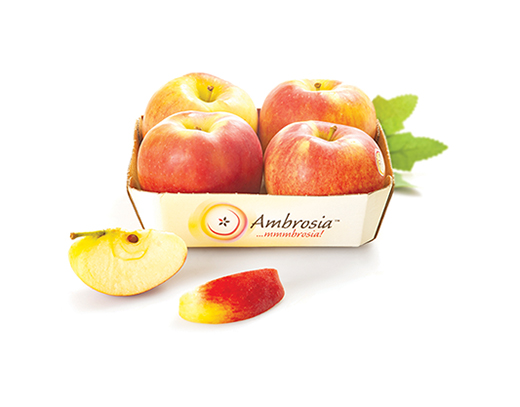 MELE AMBROSIA - Immagine 01