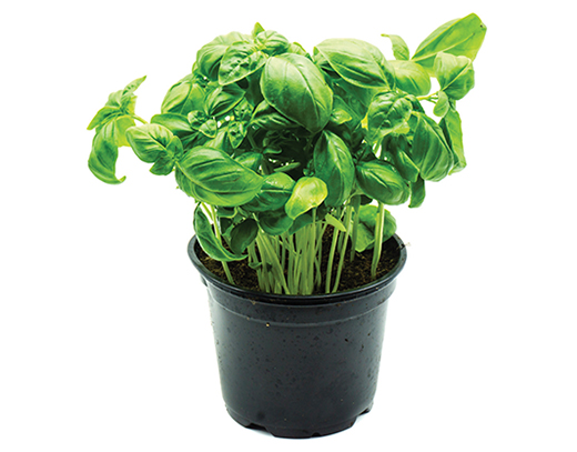 BASILICO IN VASO  - Immagine 01